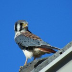 American-Kestrel-