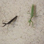 Praying-Mantis-x-2