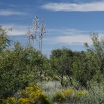 Sept-Desert-2