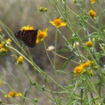 September's-butterfly