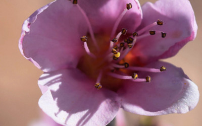 Heightened Sense of Smell