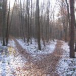 forest-path-238887_640