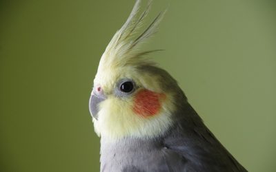 Be The Best You That You Can Be