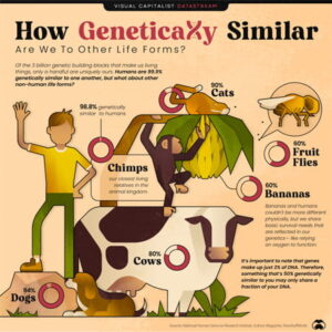 A picture showing genetic similarities